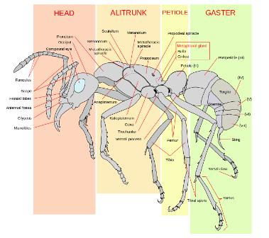 Diagram: Worker ant anatomy.